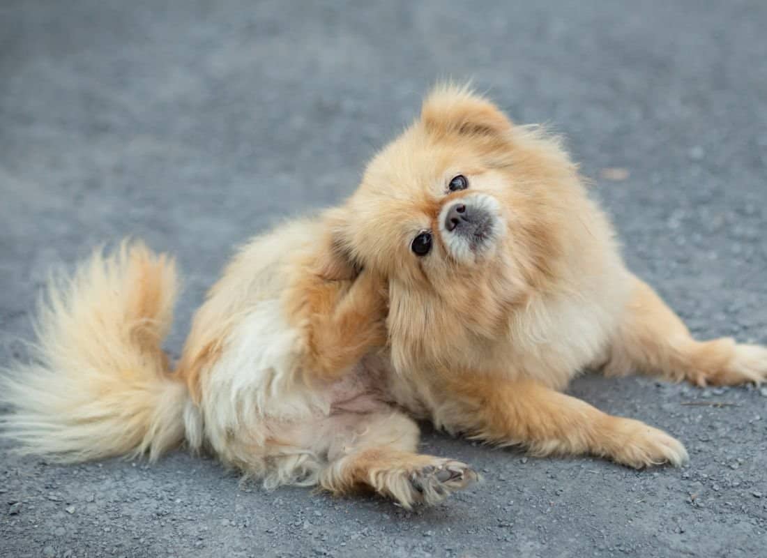 Is Zyrtec (Cetirizine) for Allergies Really Safe for your Dog?