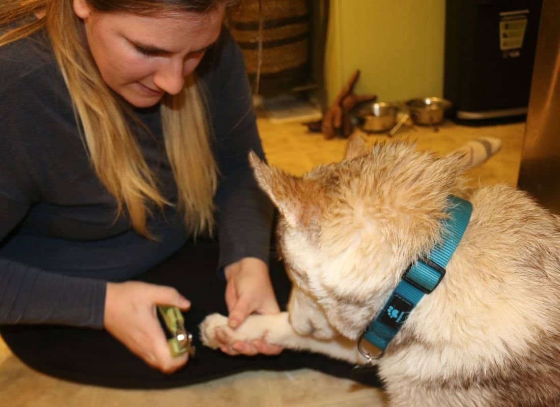 A Guide to Dog Nail Care: Why, When, and How to Trim Your Dog’s Nails