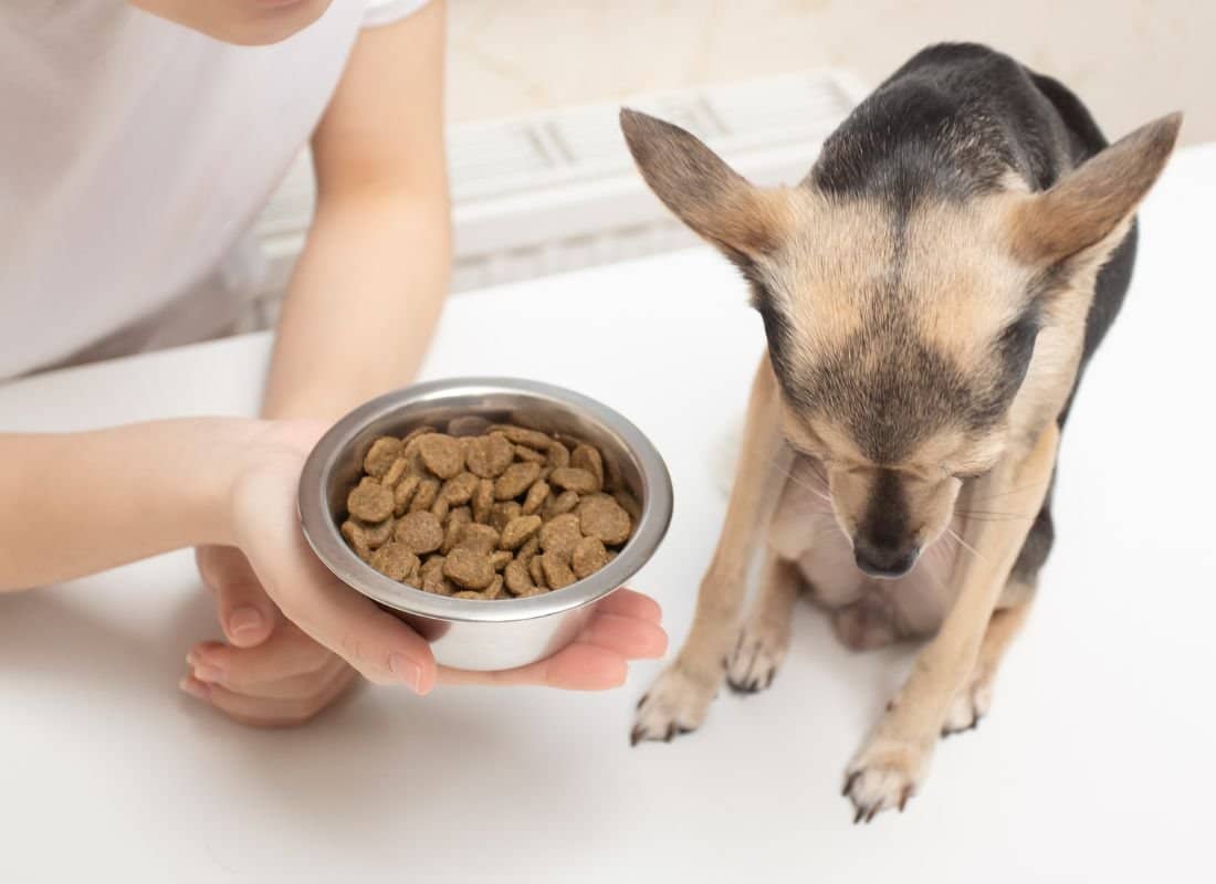Your Dog Just Quit Eating!  Now What?