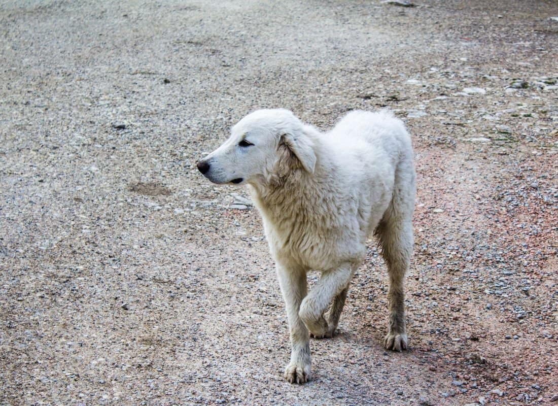 FDA Issues Serious & Life Threatening Warning on Dog Arthritis Drug LIBRELA