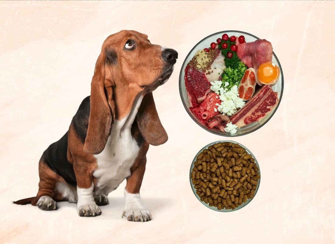 Feeding Raw!  What You Need to Know to Make an Informed Decision for your Dog