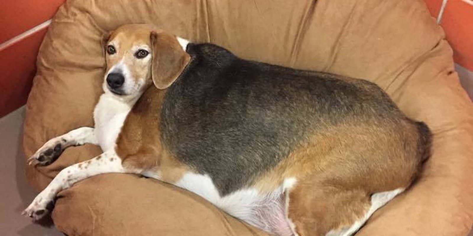 Is Obesity the Biggest Killer of Dogs?