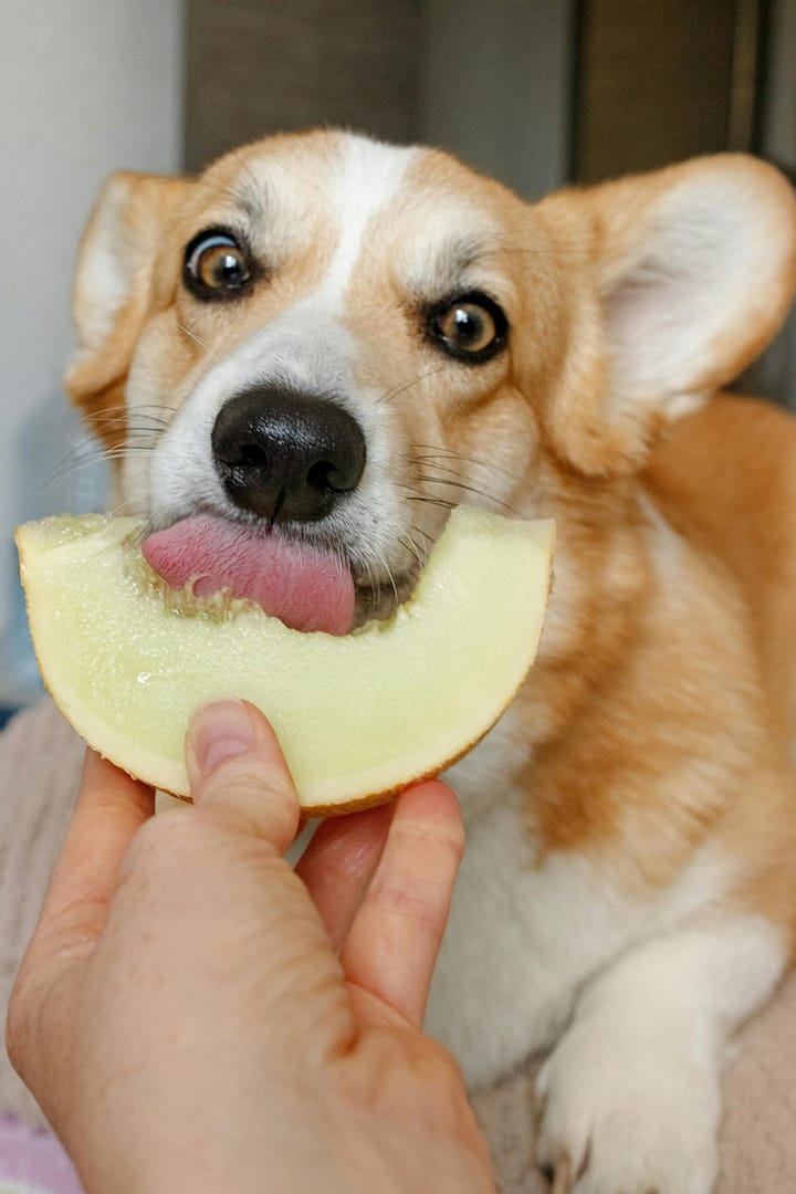 Pet Fooled: The Shocking Truth About the Pet Food Industry